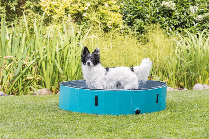 prod1000-dog_39482-1.png
