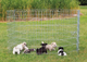 prod1000-dog_3954-4.png
