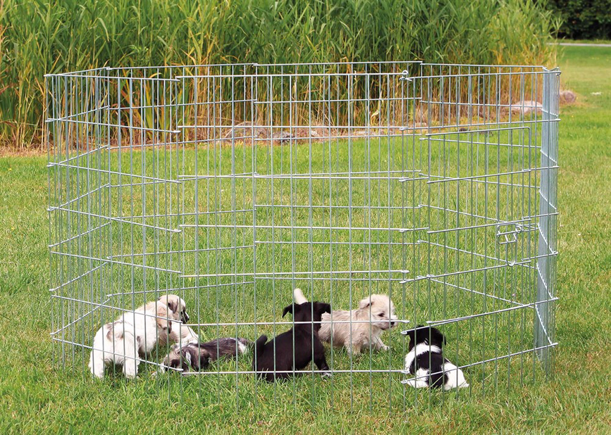 prod1000-dog_3954-4.png