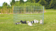 prod1000-dog_3954-5.png