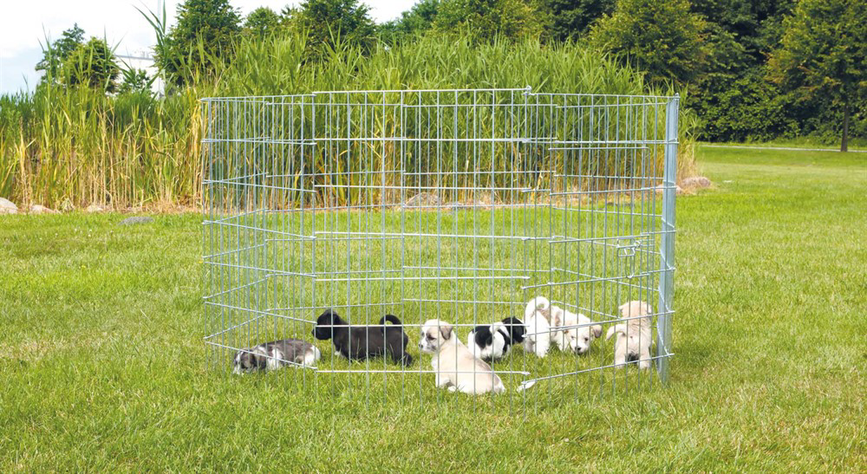 prod1000-dog_3954-5.png
