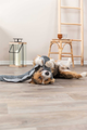 prod1000-dog_36048-36049-1.png