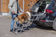 prod1000-e_dog_sheltie-odin-heckgitter-treppe-auto-4.png