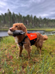 protector_neoprene_vest_setting_3.png
