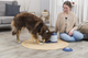 prod1000-australianshepherd-32040-wohnzimmer-4.png