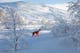snowprotector_(1).jpg