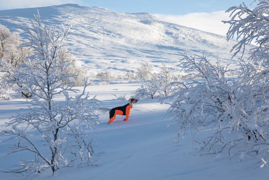 snowprotector_(1).jpg