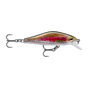 Live Rainbow Trout