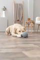 prod1000-dog_34943-4.png