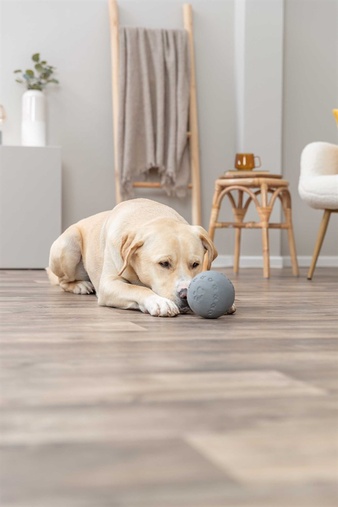 prod1000-dog_34943-4.png