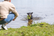 prod1000-pho_pro_dog_33448-10.png