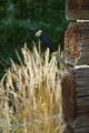 companion (s) desert_pe03.jpg