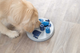 prod1000-dog_32053-5.png