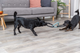 prod1000-dog_34729-1.png