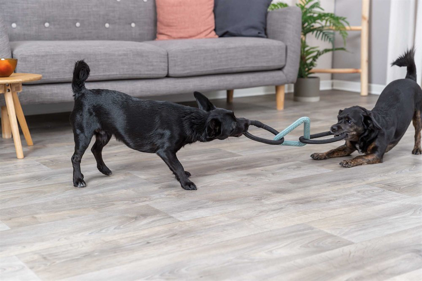 prod1000-dog_34729-1.png