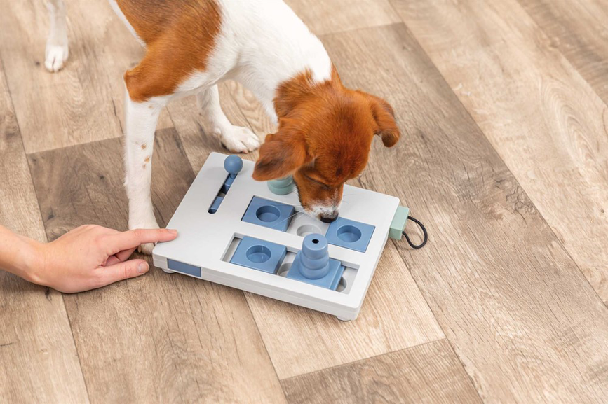 prod1000-dog_32029-9.png