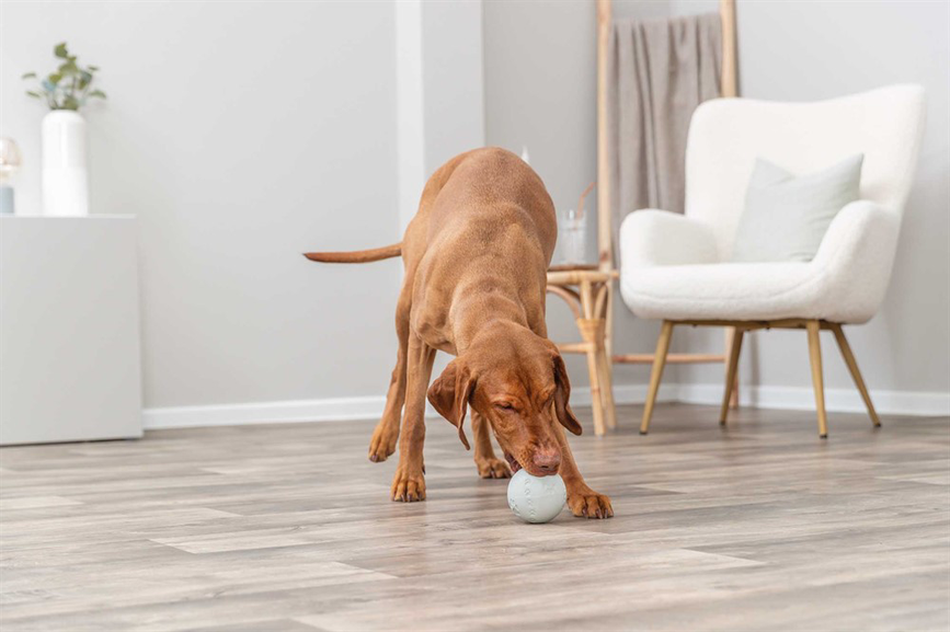 prod1000-dog_34942-1.png