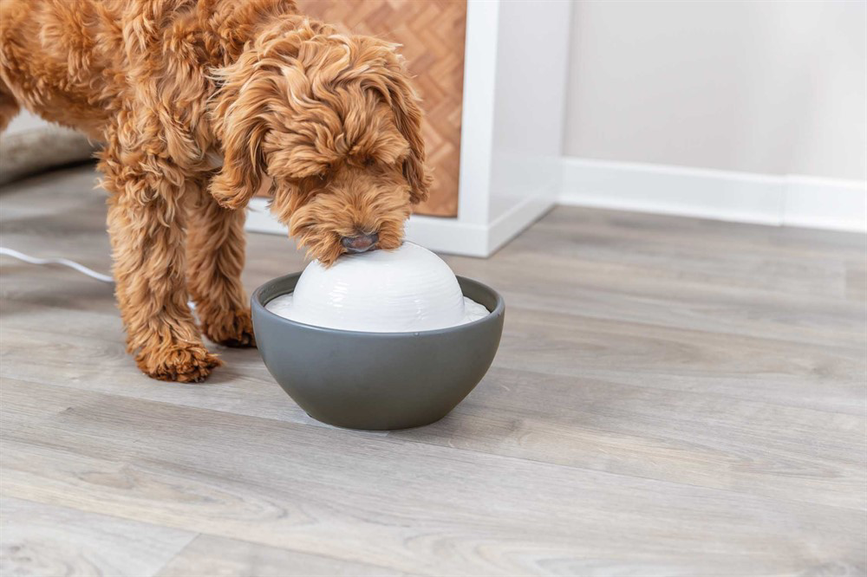 prod1000-dog_24448-2.png