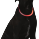 prod1000-dog_saferlife-f.png