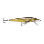 Live Brown Trout