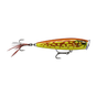 Gilded Orange Frog