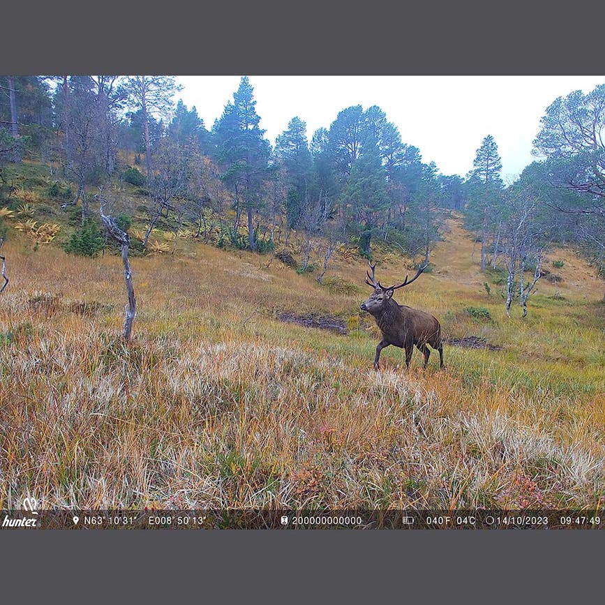 wp-content-uploads-2025-09-hunter-viltkamera-foto-03.png