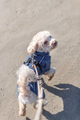 prod1000-e_dog_benordic-maltipoo-lou-spaziergang-strand-5.png