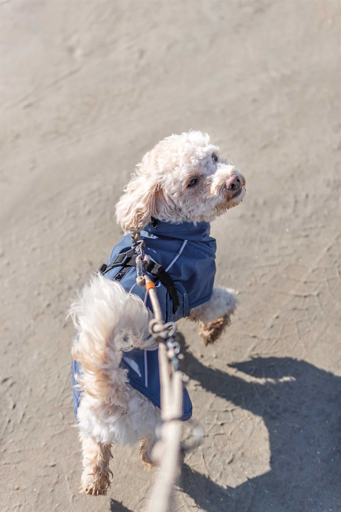 prod1000-e_dog_benordic-maltipoo-lou-spaziergang-strand-5.png