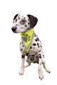 prod1000-dog_clip_30121-1.png