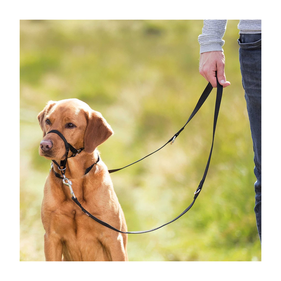 images-prod1000-dog_labrador-lika-trainingsgeschirr-toptrainer-wiese-2_.png