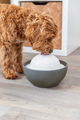 prod1000-dog_24448-1.png