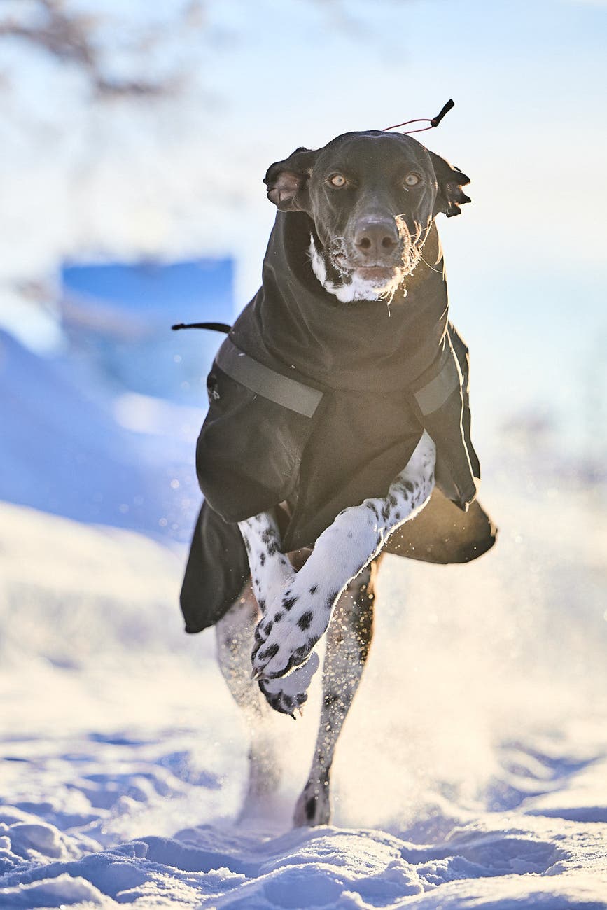 trekking_insulated_dog_jacket_setting_1.jpg