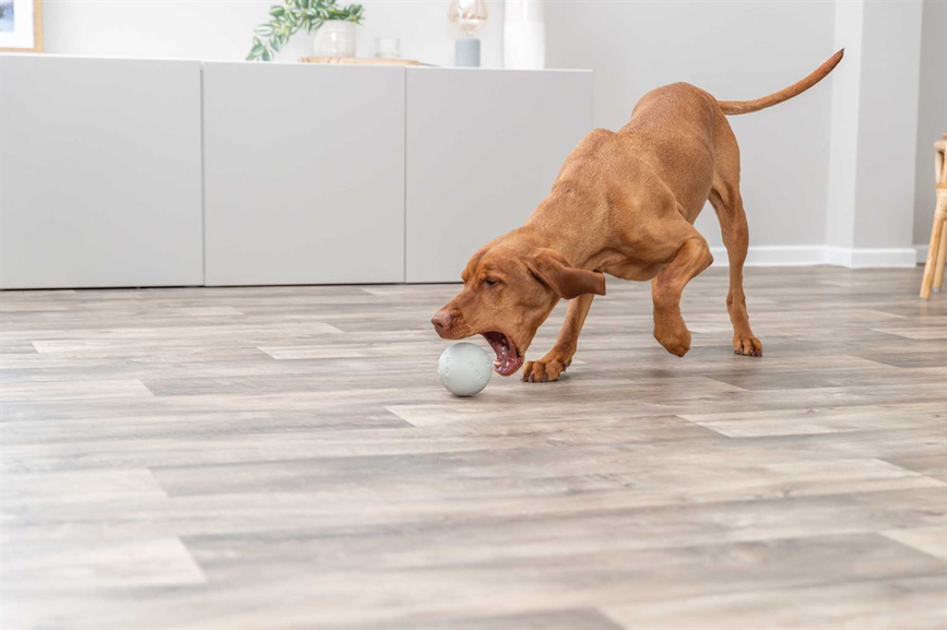 prod1000-dog_34942-3.png