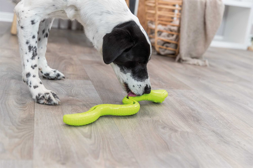 prod1000-pro_dog_34949-1_.png