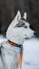 trail_quest_collar_setting_3.png
