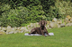 prod1000-pho_pro_dog_28787-5.png