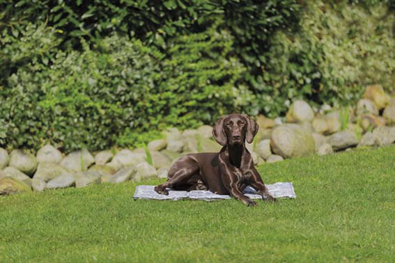 prod1000-pho_pro_dog_28787-5.png