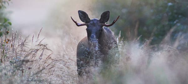 a1412algigras-600x270.jpg