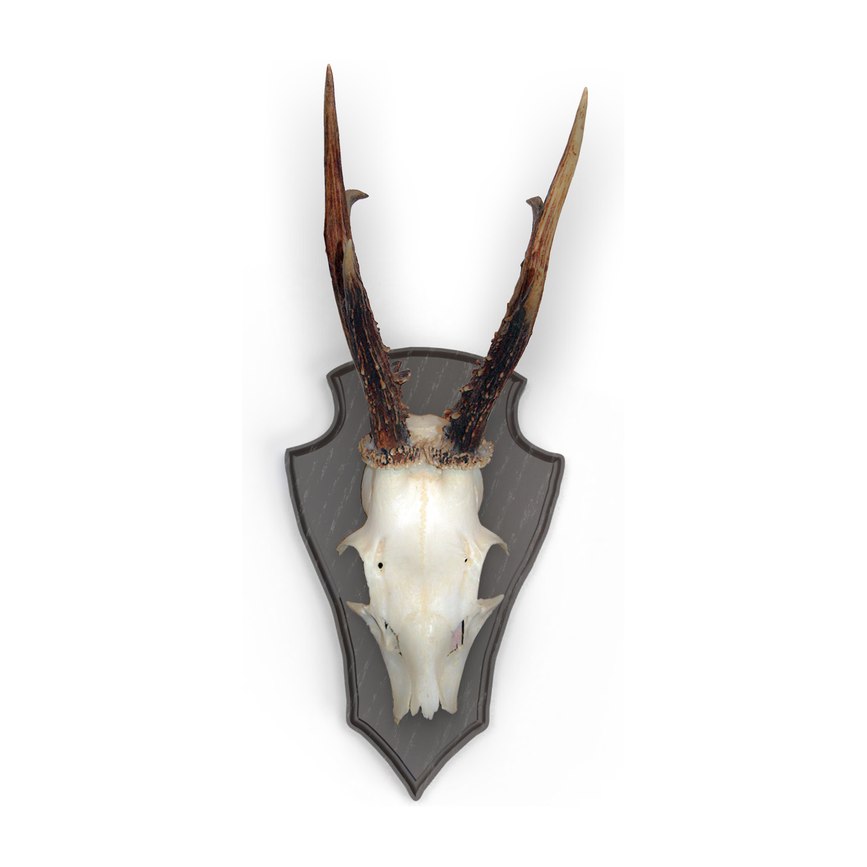 v-560807_2.png