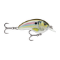 Live River Shad
