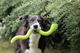 prod1000-image_dog_bordercollie-jessy-snack-4_.png