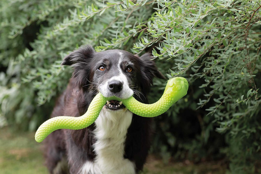 prod1000-image_dog_bordercollie-jessy-snack-4_.png