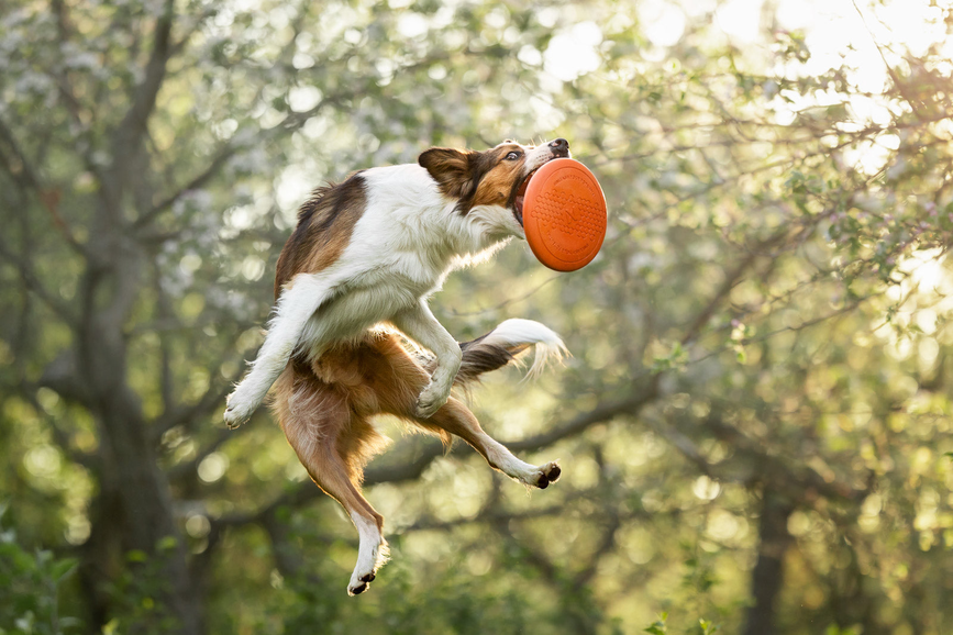 dog_flying_disc_setting_2.png