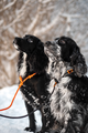 retriever_leash_setting_2.png
