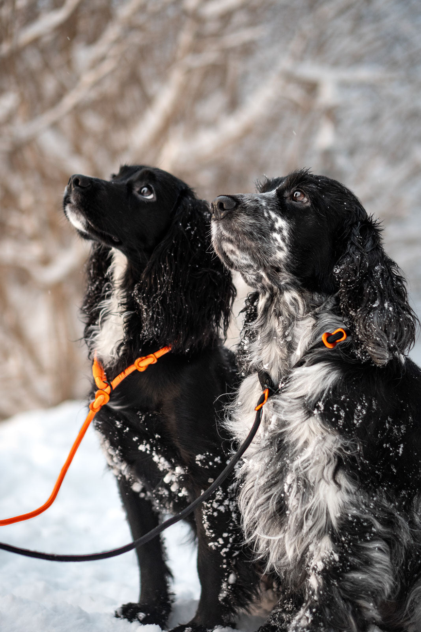 retriever_leash_setting_2.png