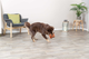 prod1000-dog_34726-1.png