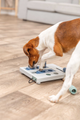 prod1000-dog_32029-6.png