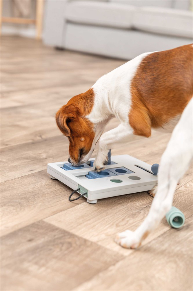 prod1000-dog_32029-6.png