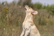 prod1000-dog_35699-2.png