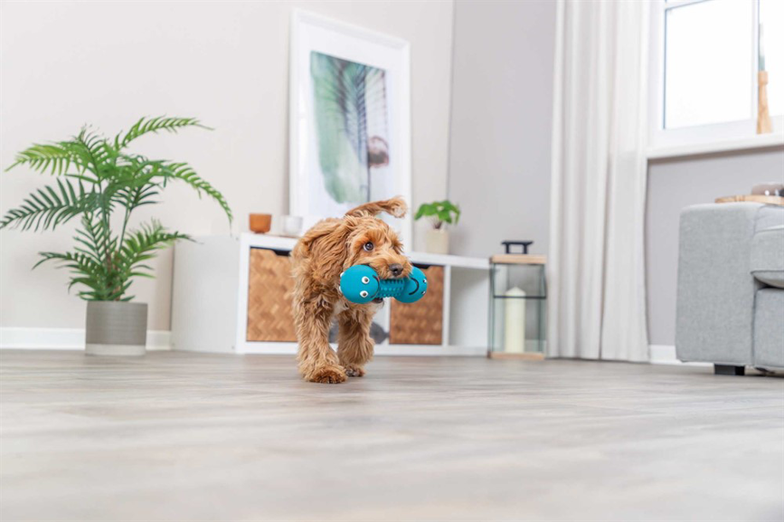 prod1000-pro_dog_35251-7.png